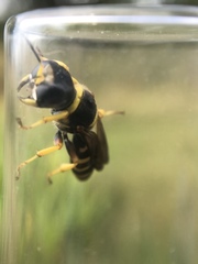 Ectemnius decemmaculatus