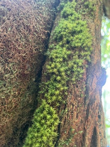 Holomitrium seticalycinum observed 2025-06-11