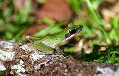 Chalcorana megalonesa