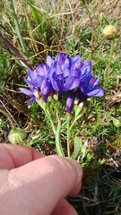 Codonorhiza elandsmontana