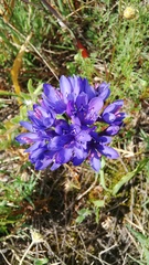 Codonorhiza elandsmontana