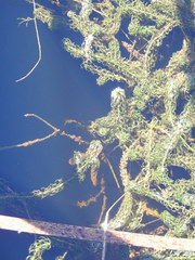Lagarosiphon major