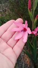 Watsonia strictiflora