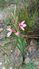 Watsonia strictiflora