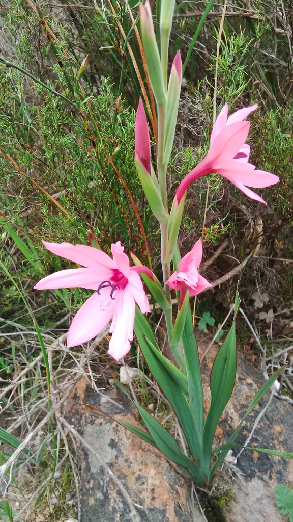 Joostenberg Watsonia