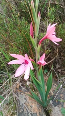 Watsonia strictiflora