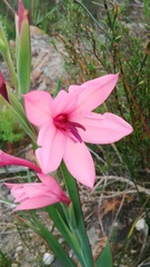 Watsonia strictiflora