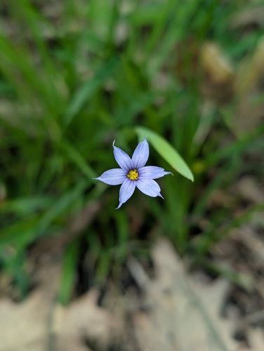 narrowleaf blue-eyed grass (Sisyrinchium angustifolium)
