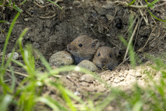 Field Vole photo 4