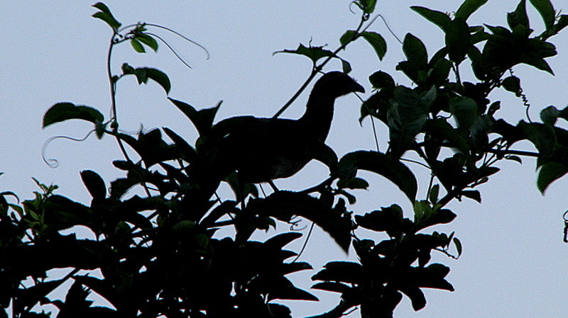 East Brazilian Chachalaca