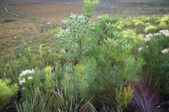 Leucadendron platyspermum