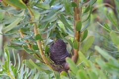 Leucadendron platyspermum