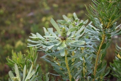 Leucadendron platyspermum