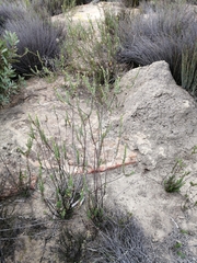 Athanasia spathulata