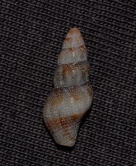 Engina australis