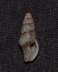 Engina australis