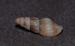 Engina australis