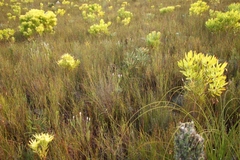 Spatalla racemosa