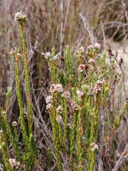 Phylica agathosmoides