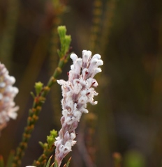 Spatalla racemosa