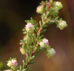 Erica amphigena