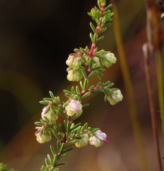 Erica amphigena