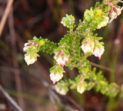 Erica amphigena