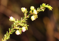 Erica amphigena