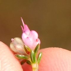 Erica amphigena