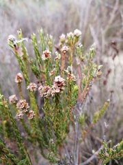 Phylica agathosmoides