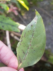 Coprosma tenuifolia