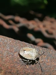 Holcostethus albipes