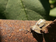 Holcostethus albipes