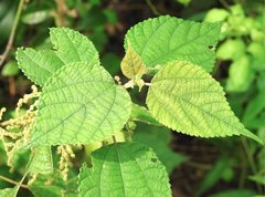 Boehmeria nivea