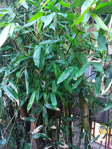 Dendrocalamus latiflorus iNat (1)