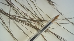 Aristida longespica