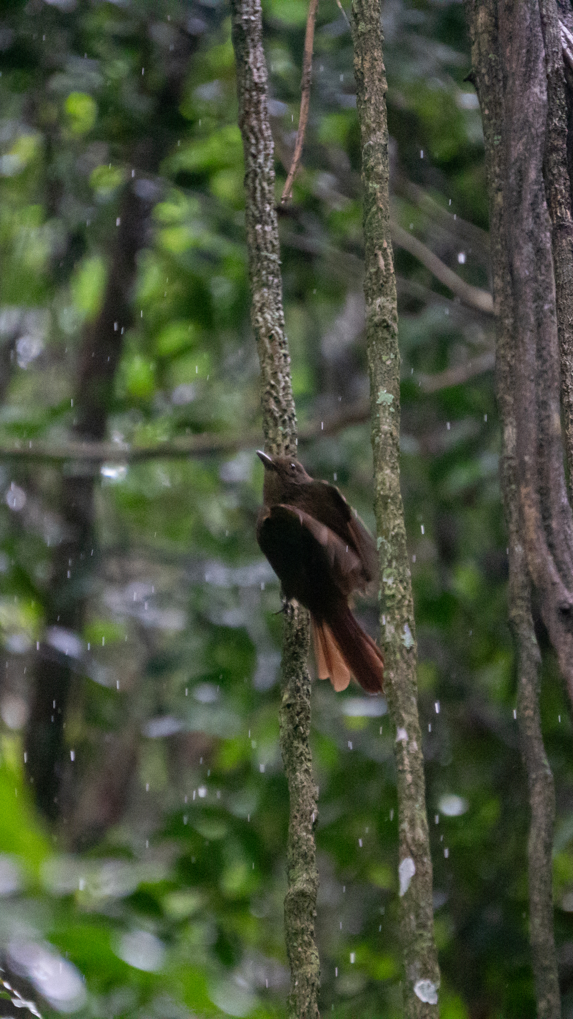 Plain-winged Woodcreeper (Dendrocincla turdina)