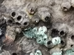 Agathomyia wankowiczii