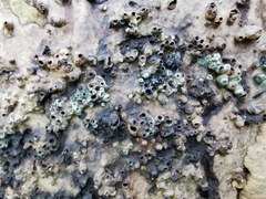 Agathomyia wankowiczii