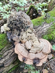 Agathomyia wankowiczii