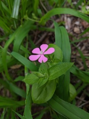 Silene pseudoatocion