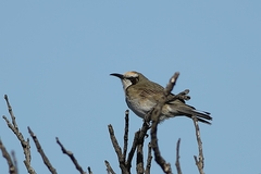 Gliciphila melanops