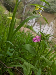 Silene pseudoatocion