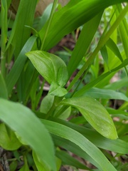 Silene pseudoatocion
