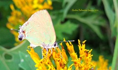 Cyanophrys miserabilis