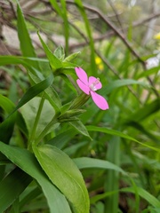 Silene pseudoatocion