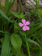 Silene pseudoatocion
