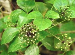 Eleutherococcus trifoliatus