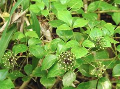 Eleutherococcus trifoliatus