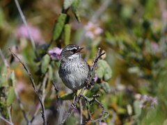 Sericornis maculatus